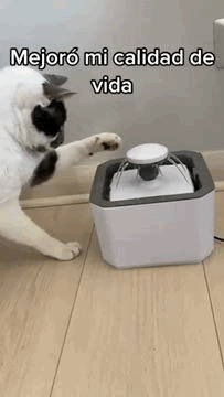 Gato jugando con la fuente TREGUA
