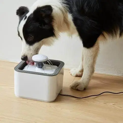 Fuente de agua para perros y gatos en uso